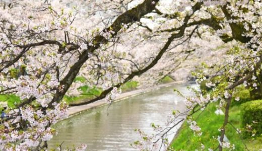 映画【追憶】満開の桜並木を歩く岡田准一も印象的！主な舞台は富山県と石川県